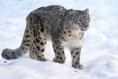 snow-leopard-1972724
